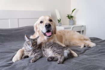 Chat et chien allongés sur le lit