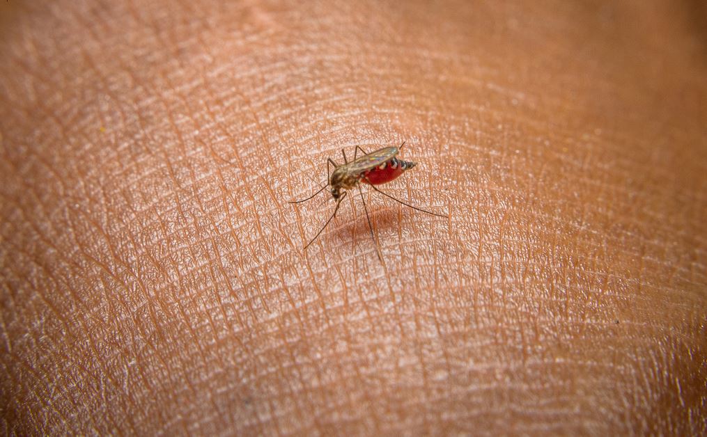 Paludisme Et Thérapie Combinée